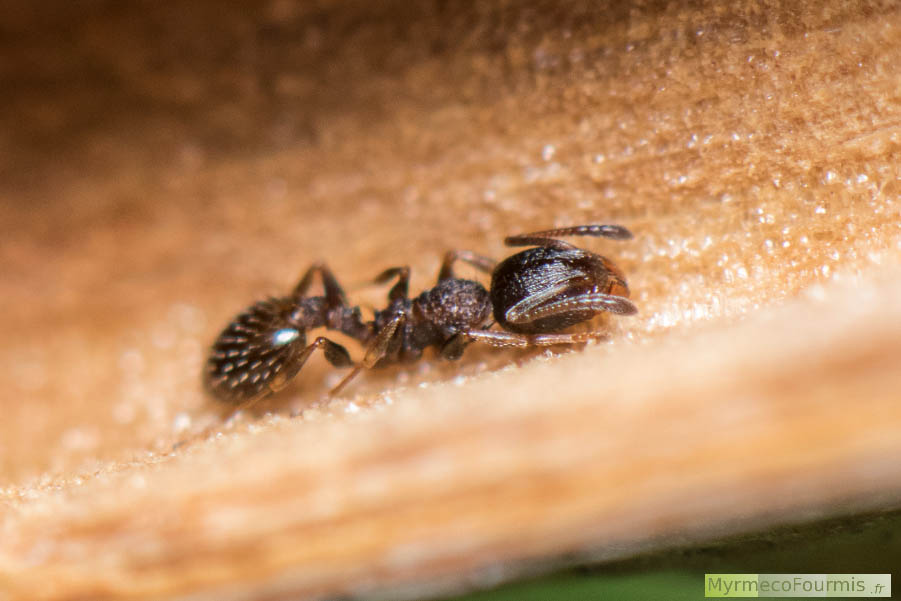 Photographie macro de profil d’une fourmi ouvrière noire ridée d’aspect mat de l’espèce Temnothorax kraussei. Le nid est situé dans une tige de ronce creuse. Photographié en Corse en Mai 2016. JPEG - 533.4 ko