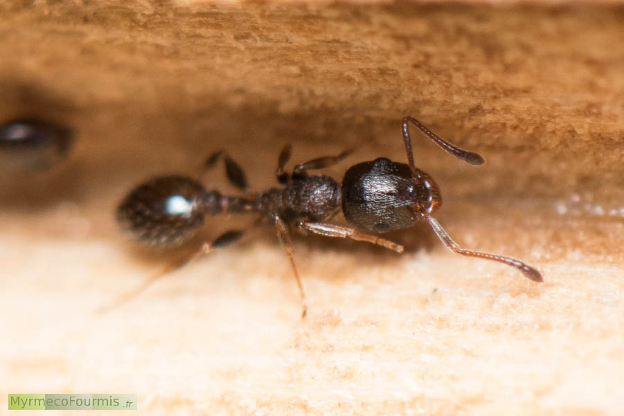 Macrophotographie d’une fourmi ouvrière de l’espèce Temnothorax kraussei, dans sa fourmilière dans une tige de ronce creuse. Photo de dessus, prise en Corse en Mai 2016. JPEG - 517.1 ko
