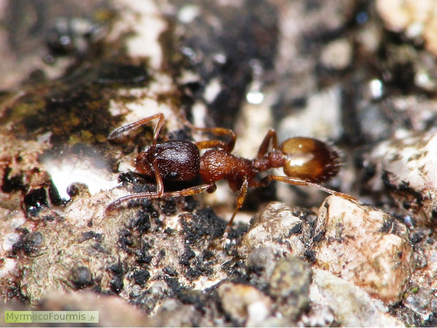 Une fourmi de l’espèce Temnothorax nigriceps lèche un liquide sucré sur une Pierre. Macrophotographie prise en Alsace. JPEG - 692.7 ko
