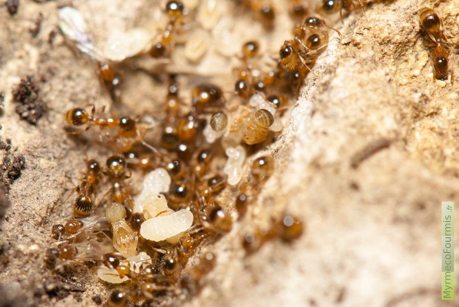 Nid de fourmis de l’espèce Temnothorax recedens, une petite fourmi du Sud de la France qui vit dans les rochers. JPEG - 605.3 ko