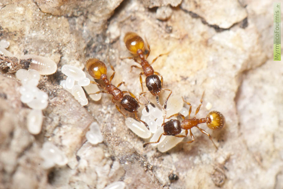 Photographie macro de trois fourmis ouvrières de l’espèce Temnothorax tuberum, dans leur fourmilière, prenant soin de leurs oeufs et larves. JPEG - 559.7 ko