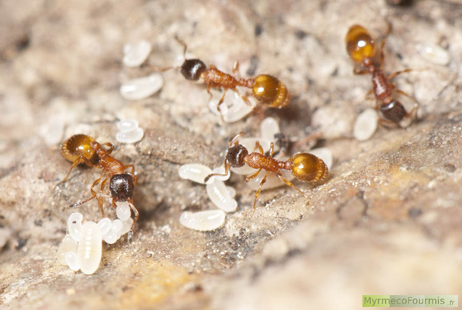 Quatre Temnothorax tuberum prise en photo macro dans leur nid s’occupent des larves et des oeufs de la fourmilière. Ce sont des fourmis jaunes oranges avec une tête sombre presque noire. JPEG - 523.1 ko