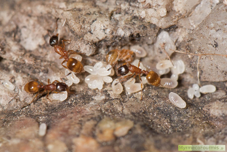 Temnothorax tuberum, fourmis de montagne orange et jaune à tête noire. Trois fourmis dans leur nid avec des larves et des oeufs. JPEG - 676.9 ko
