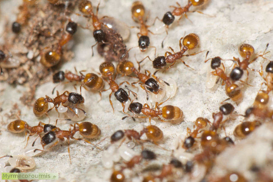 Photos de fourmis Temnothorax tuberum. JPEG - 614.9 ko