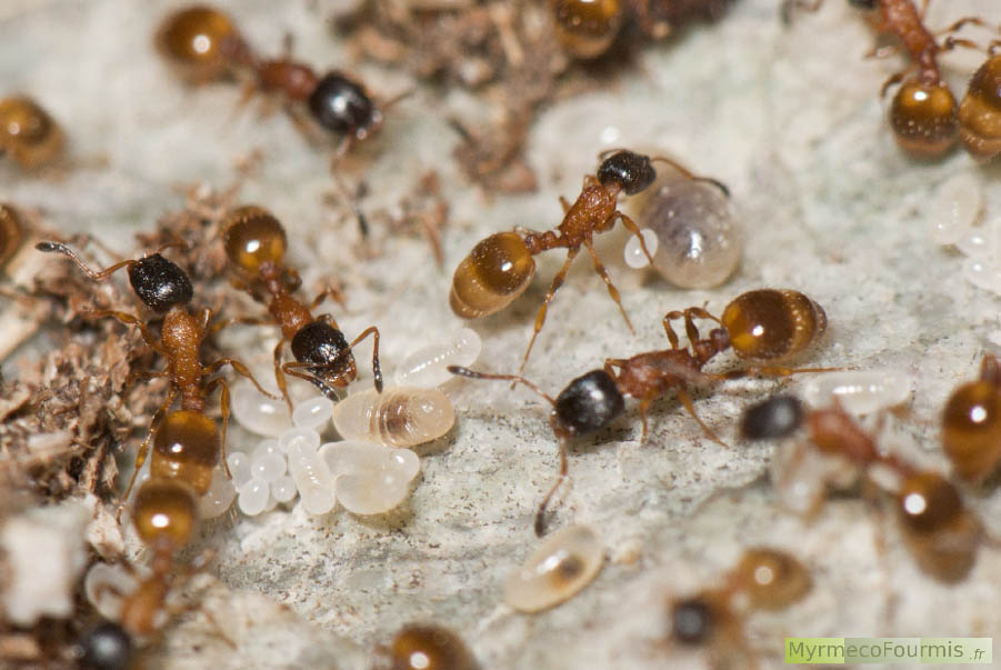 Plusieurs fourmis Temnothorax tuberum s’occupant du couvain de leur fourmilière. On voit sur la photo des différences de taille importantes entre les différentes ouvrières de la colonie. JPEG - 560.8 ko