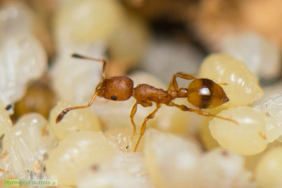 Photographie d’une jeune fourmi ouvrière de l’espèce Temnothorax unifasciatus dans sa fourmilière, marchant sur de nombreuses nymphes empilées les une sur les autres. Cette fourmi est jaune rousse avec les bouts des antennes rembrunis, les fémures sombres et une large bande sombre à l’arrière du premier segment de l’abdomen. JPEG - 428.3 ko