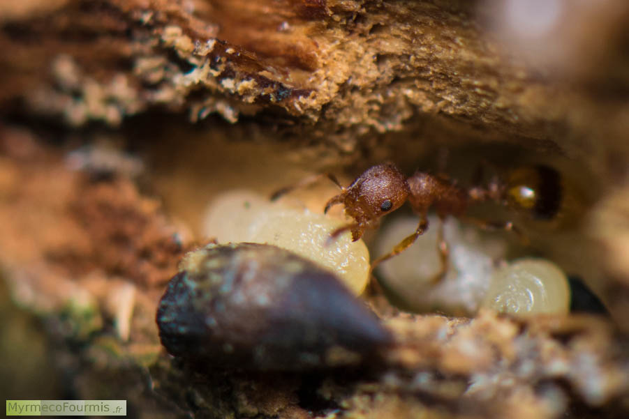 Une fourmi ouvrière Temnothorax unifasciatus porte une nymphe de fourmis entre les mandibules, dans son nid fait de bois. JPEG - 519.6 ko