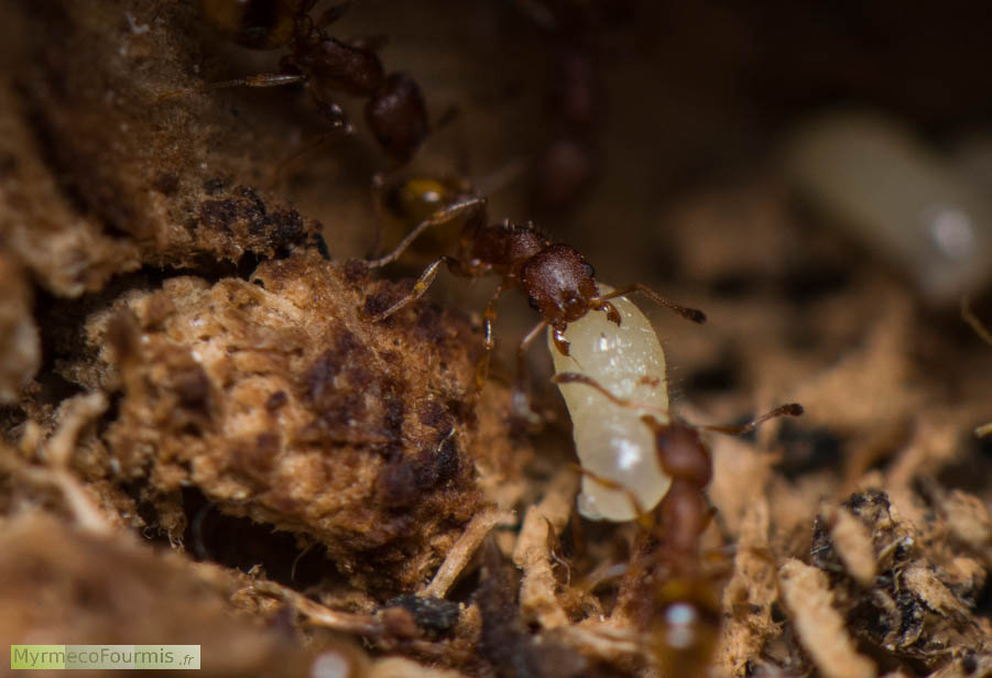 Quatre fourmis transportent une larve à l’abris dans leur fourmilière. JPEG - 541.5 ko