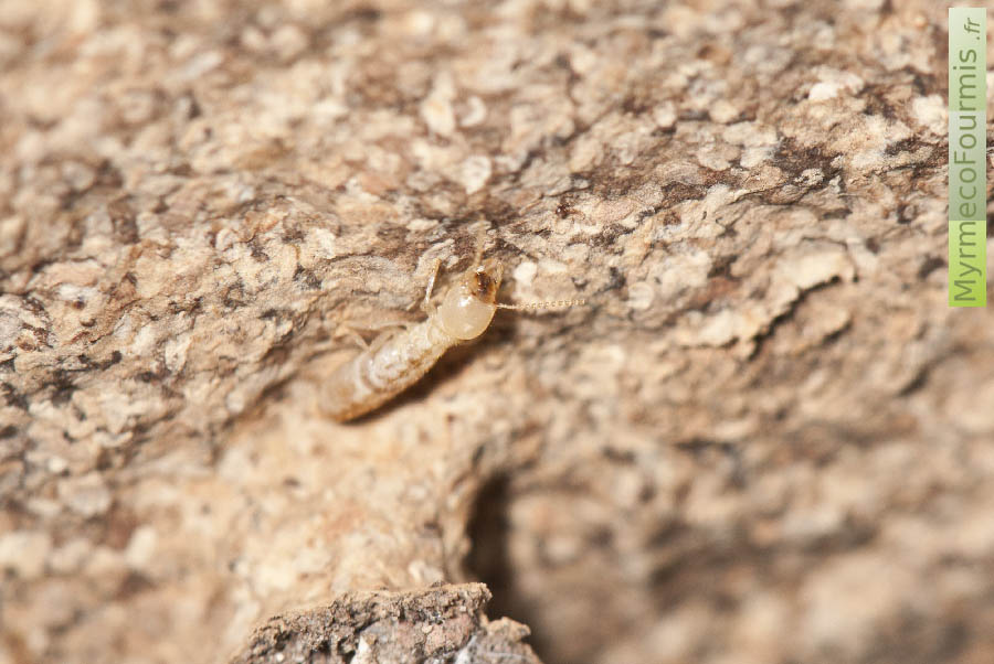Macrophotographie d'un termite de corse trouvé sous une pierre en forêt, dans son nid fait de bois transformé en carton.