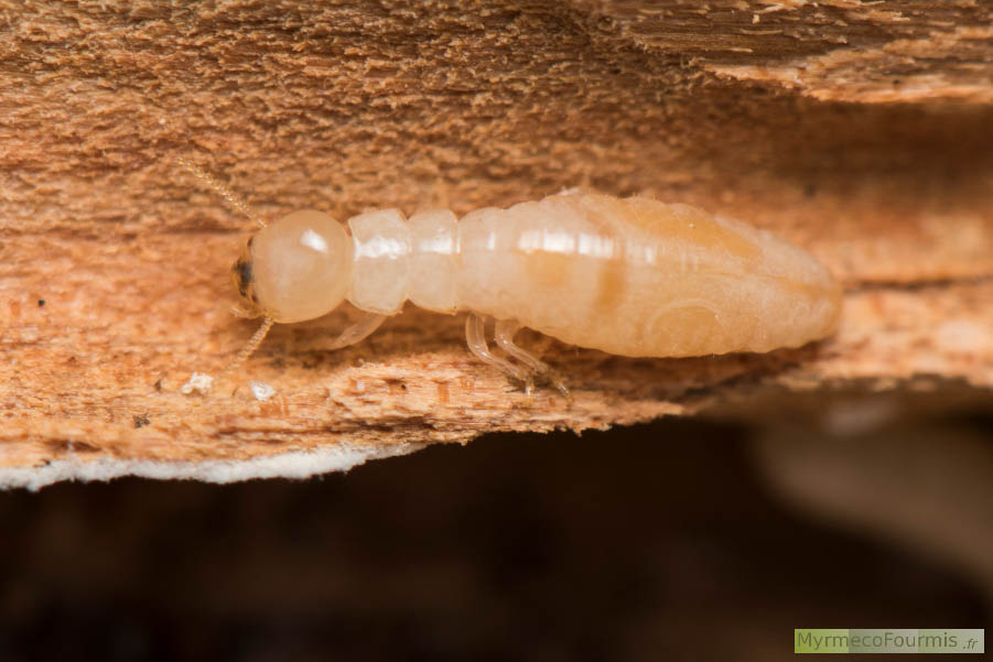 Un termite ouvrier de l'espèce Kalotermes flavicollis, des termites blanches et beiges qui vivent dans le bois mort souvent tombé au sol. Sur la photo, on voit un ouvrier photographié de dessus.
