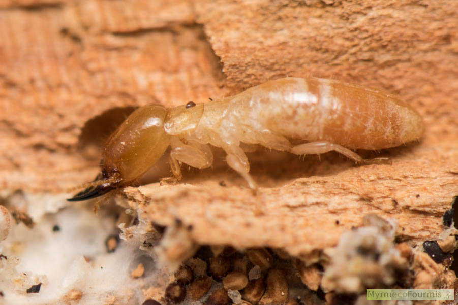 Photo d’un soldat de termite de l’espèce Kalotermes flavicollis, photographié en gros plan de profil. Ce soldat termite a une tête orangée, des mandibules noires et un corps beige et blanc. JPEG - 563.4 ko