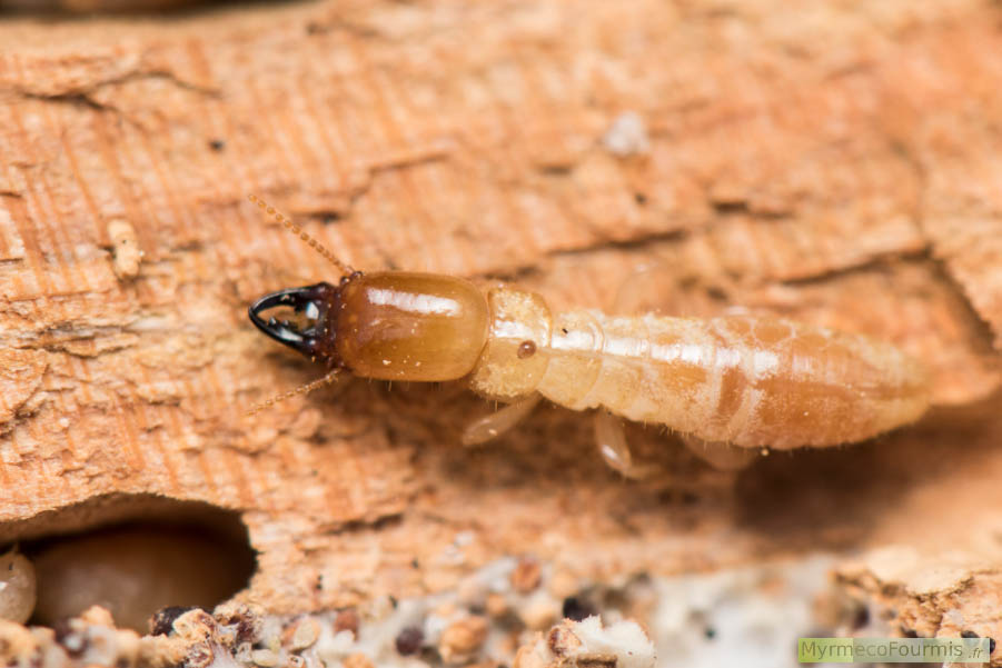 Soldat termite vu de dessus. Il appartient à l’espèce Kalotermes flavicollis. On reconnait facilement les termites soldats à leurs grosses têtes orange et à leurs mandibules noires. JPEG - 488.2 ko