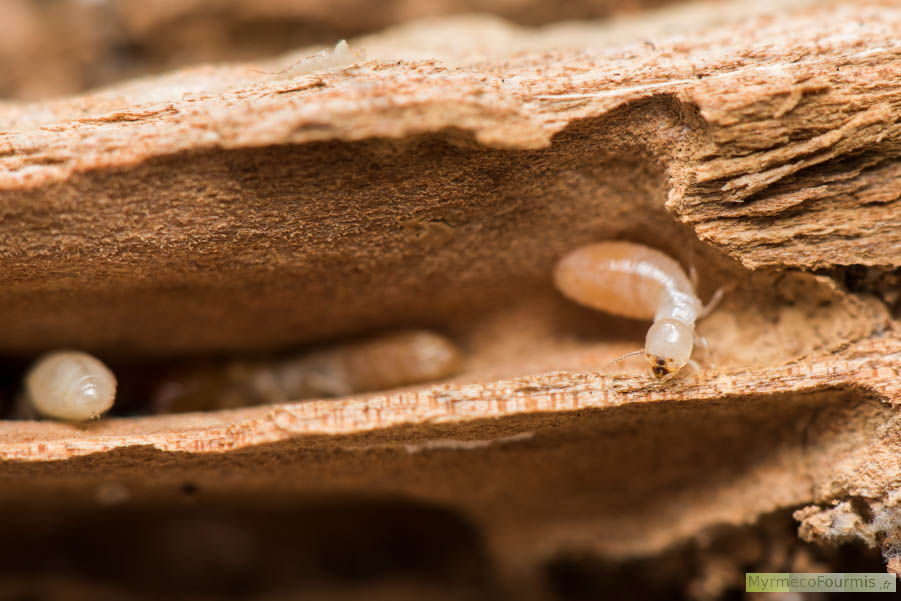 Un groupe de termites de l'espèce Kalotermes flavicollis se cachent dans leur nid creusé dans les branches d'un chêne mort. Ces termites sont blanches et beiges avec un large pronotum. Macrophotographie.