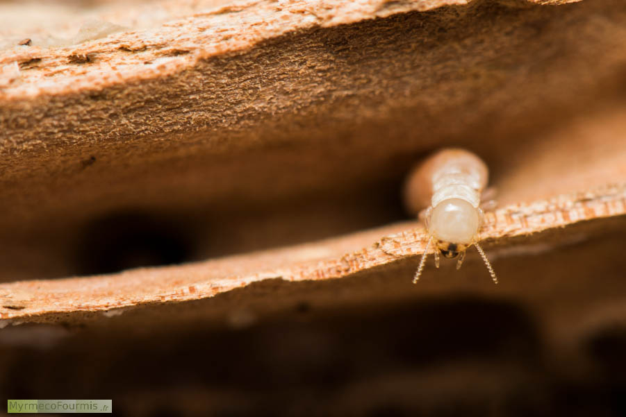 Gros plan de face sur la tête d'un termite ouvrier de l'espèce Kalotermes flavicollis.