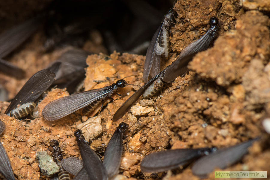 Termites ailés de l'espèce Reticulitermes lucifugus corsicus.