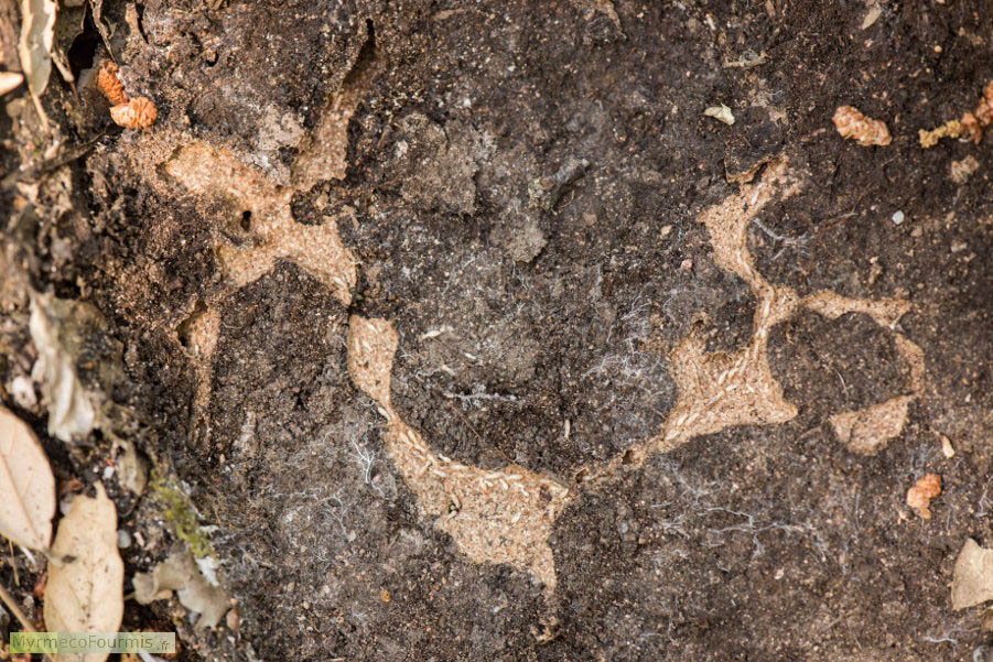 Les différentes salles d'une termitière visibles en beige sur fond brun après avoir déterré une grosse pierre qui abritait un nid de termites de l'espèce Reticulitermes lucifugus corsicus, dans le Sud de la Corse, en France. Mai 2016.