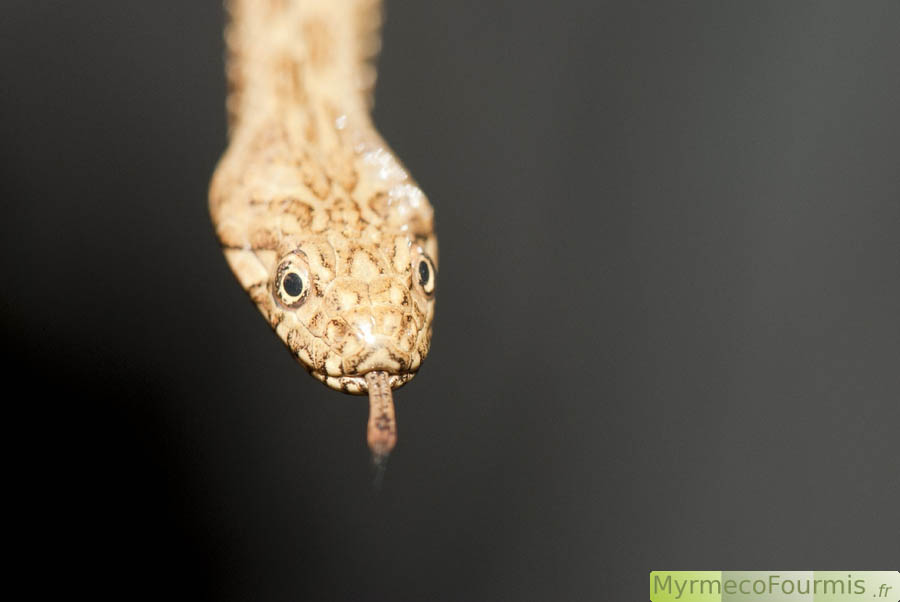 Macrophotographie montrant en très gros plan la tête d'une couleuvre vipérine. On distingue bien sur cette photo les pupilles rondes du serpent qui permettent de différencier les couleuvres des vipères.
