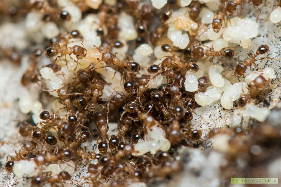 Fourmis Tetramorium semilaeve dans leur fourmilière avec leurs larves et leurs nymphes. Les Tetramorium semilaeve sont de petites fourmis de couleur jaune, brune ou beige qui vivent dans le Sud de l'Europe.