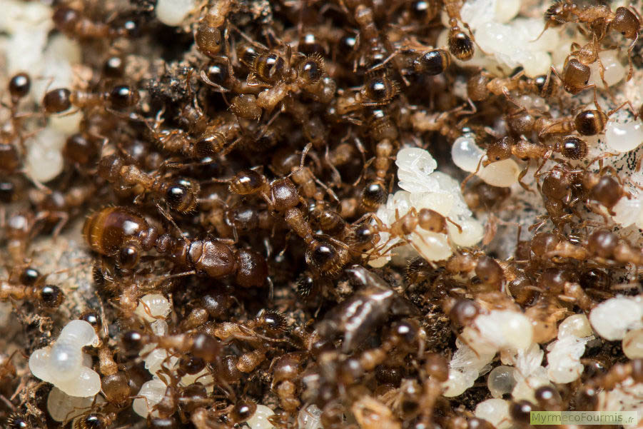 Tetramorium semilaeve, reine et ouvrières dans leur fourmilière.