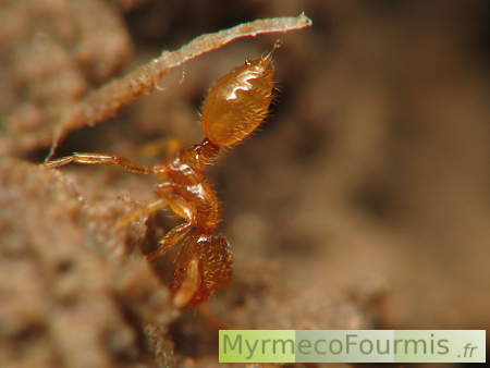 Photo d'une fourmi orange sous-terraine vue de profil faisant perler son venin de fourmis au bout de son abdomen.