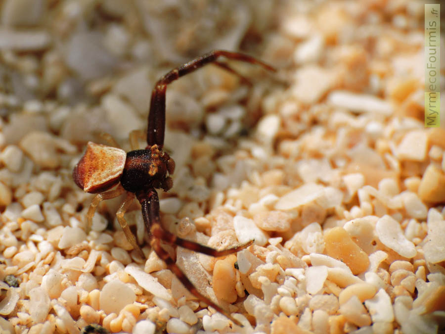 Macrophotographie d’une araignée crabe de la famille des Thomisidae, de couleur brune, blanche, beige et orange. Photographiée sur le sable des dunes du parc naturel de Corralejo, sur l’Île de Fuerteventura, aux îles Canaries. JPEG - 471 ko