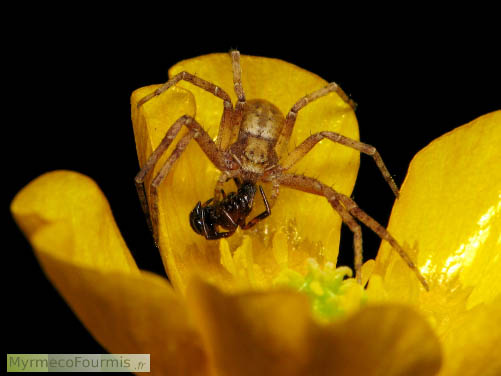 Une araignée crabe venant de capturer... une autre araignée crabe. Non identifiée, photo sur fond noir, l’araignée est posée sur un bouton d’or. France, Alsace, Haut-Rhin (68), Mulhouse. JPEG - 162.4 ko