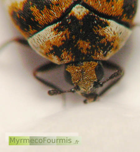 Un petit coléoptère mangeur de pollen vu en gros plan, de couleur blanche orange et noir.