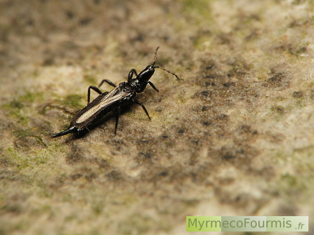 Macrophotographie d'un insecte appelé thrips et appartenant à l'ordre des thysanoptère. photographies en milieu naturel sur l'écorce d'un arbre.