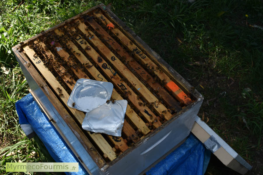 Photos d'une ruche équippée d'une barquette en aluminium qui contient du thymol, un traitement contre le varroa (Apiguard).