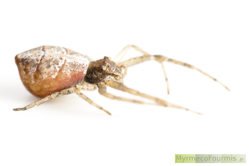 Tmarus piger, araignée crabe rose et blanche prise en photo de profil sur fond blanc.