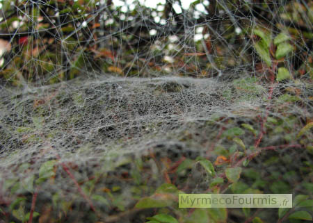 Photographie d'une toile d'araignée formant un tapis collant dans un buisson.