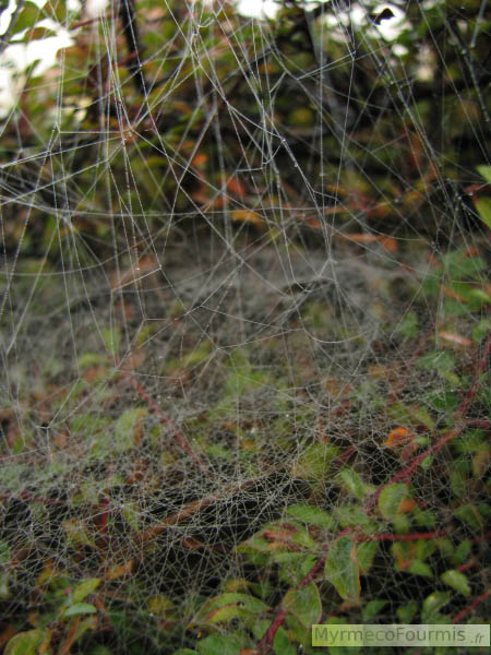 Photographie d'une toile d'araignée avec fils verticaux et horizontaux construite dans un buisson.