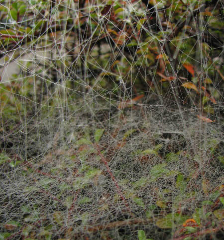 Photographie d'une toile d'araignée faite de fils verticaux non collants et d'un tapis horizontal de fils collants.