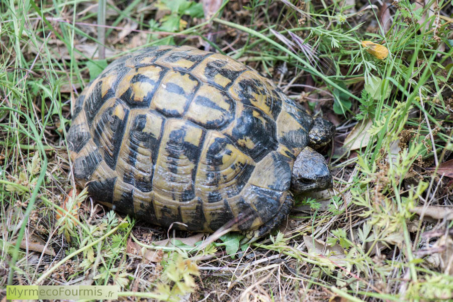 Photo de trois quart d'une tortue d'Hermann de Corse. Il s'agit de l'espèce Testude hermanni hermanni, ou tortue d'Hermann vraie.