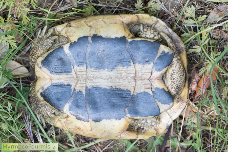 Mâle tortue d’Hermann (Testudo hermanni) sur le dos. On voit l’appendice reproducteur de cette tortue mâle qui est plus long que celui des femelles. Les bandes noires continues confirment qu’il s’agit bien d’une tortue d’Hermann. JPEG - 803.3 ko
