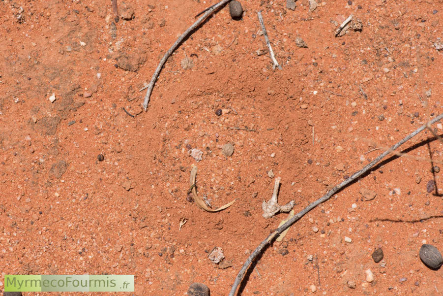 Le terrier d’une mygale d’Australie est recouvert d’une trappe faite de soie et de sable, avec des détritus divers permettan à l’araignée de se camoufler et de se protéger de la chaleur. JPEG - 966.8 ko