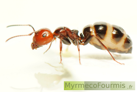 Camponotus lateralis parasitée avec le gastre distendu laissant apparaître les membranes blanches