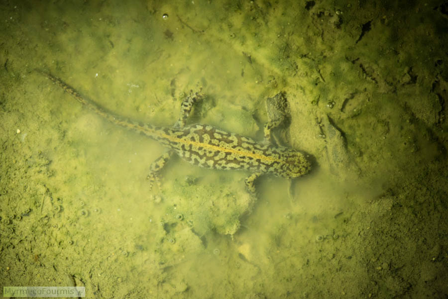 Photo sous l'eau d'un triton Alpestre femelle en phase aquatique. On voit que ce triton a des marbrures vertes, un corps sombre et une bande orange au milieu du dos.