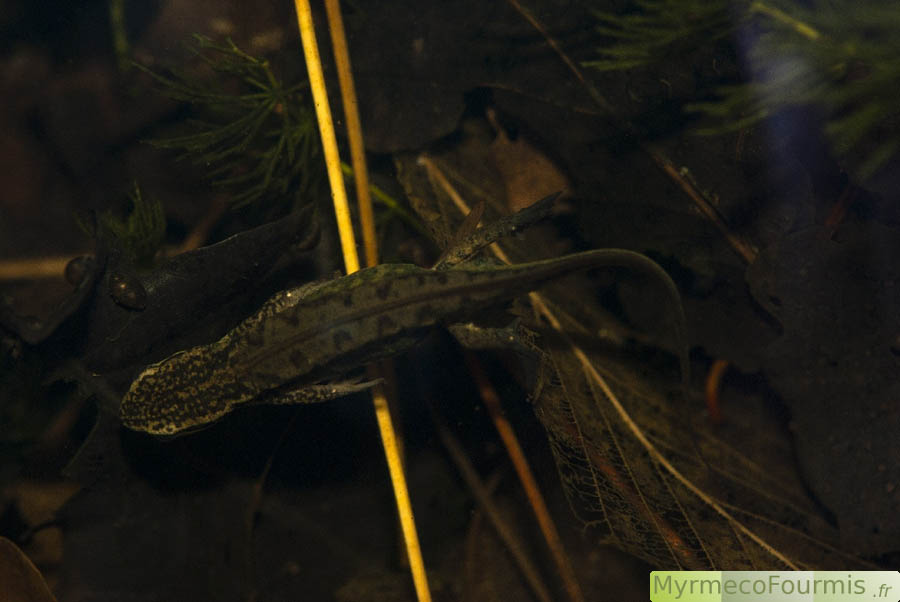 Un triton palmé mâle (Lissotriton helveticus) nage dans une mare, sur un lit de feuilles mortes et de débris végétaux. On reconnait les mâles à leurs pattes arrières palmées. JPEG - 291.5 ko