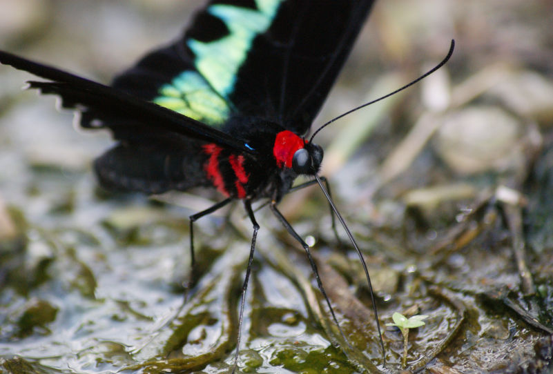 Le papillon tropical Trogonoptera brookiana est capable de produire un des noirs les plus sombres du monde vivant. Photo macro de 3/4 du domaine public obtenue de wikipédia.