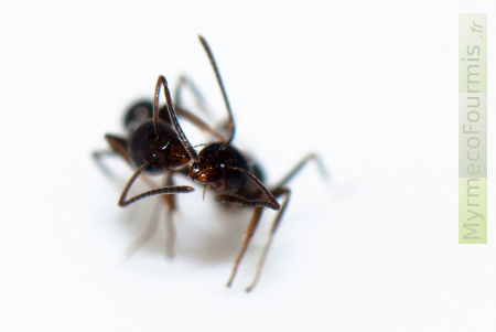 Se débarrasser des fourmis d'Argentine qui entrent dans la maison.