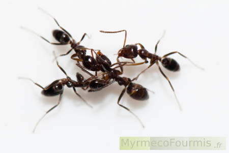 Comment éloigner les fourmis d'Argentine dans la maison?