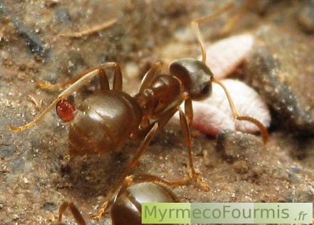 Fourmi du genre Lasius parasitée par un acarien phorétique rouge.