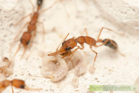Une fourmi sauteuse Harpegnathos saltator nourrissant une larve dans une fourmilière d'élevage artificielle.