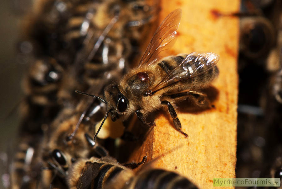 Photographie macro d'un Varroa destructor, un acarien parasite des abeilles sociales ou méllifères comme Apis mellifera. On voit une abeille posée sur le cadre d'une ruche, et sur le thorax de cette abeille on distingue un petit point rouge sombre correspond à l'acarien connu sous le nom de Varroa.