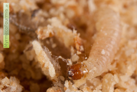 Une larve de mite de farine, de l'ordre des lépidoptères (celui des papillons), en train de se nourrir de chapelure dans une cuisine.