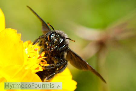Grande abeille solitaire noire