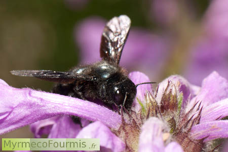 Abeille à langue courte qui perce une fleur pour prélever du nectar.