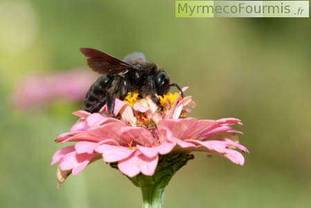 Xylocopa violacea, une grande abeille violette.