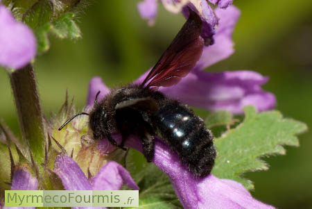 Abeille charpentière ou xylocope butinant des fleurs violettes pour y boire du nectar.